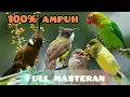 Download Lagu masteran kombinasi paling lengkap| lovebird- gereja tarung -kenari -kapas tembak - cililin