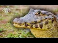 Download Lagu LE CAÎMAN : survivre dans le PANTANAL ⎮Brésil ⎮ Documentaire animalier ⎮ AMP