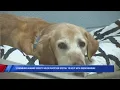 Lynchburg Humane Society holds adoption special to help with influx of animals
