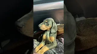 My little sis sent pictures of V when she was a baby !! #fypシ #dream #fyp #pets #doberman