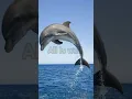 Download Lagu Shark Fish Is Bad 😡 DolPhin Fish Is Good🤩 #shark #dolphin #shorts #shortsvideo #viral #youtubeshorts