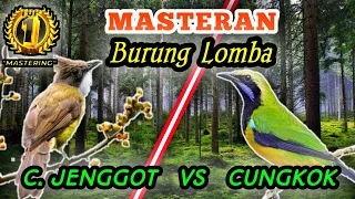 cucak jenggot vs cucak cungkok