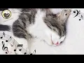 Kattenmuziek - Stressverlichting, Ontspannende Muziek, Natuurgeluiden om Katten te Kalmeren
