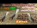 Download Lagu suara pikat ruak - ruak // yg jauh mendekat dan yg dekat langsung dapat