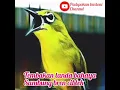 Download Lagu tembakan tanda bahaya sambung bren ciblek