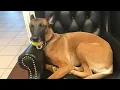 Funny BELGIAN MALINOIS Moments You Never Expected