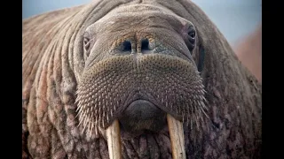 The Walrus Operator - New in Python 3 8