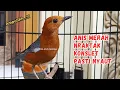 Download Lagu Anis Merah Gacor Nraktak Konslet Ampuh Gacorkan Anis Merah Jantan Macet Bunyi || HW ANIS MERAH 