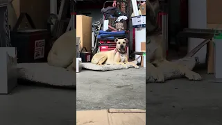 Stella.. #fyp #dream #pets #vlog