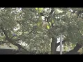 Live oak pollen allergies increase early KVUE