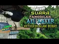 Lagu Suara Burung Kacer Memanggil lawan ketika Di alam Liar || Kacer Di Posisi Apapun Pasti Cepat Respon