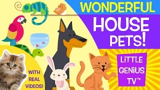 House Pets s for babies toddlers kids Little Genius TV