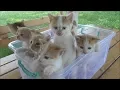 Kittens meowing too much cuteness - All talking at the same time