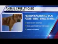 NYSP searching for info in Worcester Animal Cruelty Case