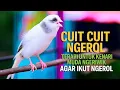 Lagu kenari gacor panjang Rol Rapat Cuit cuit Ngerol AMPUH untuk Pancingan kenari paud belajar bunyi |2|
