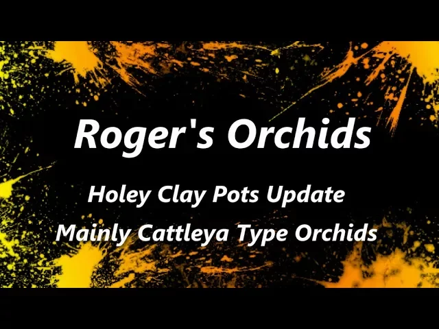 HOLEY CLAY POTS UPDATE MAINLY CATTLEYA TYPE ORCHIDS
