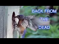 Download Lagu Eastern Bluebirds Nesting [NARRATED]