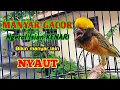 Download Lagu Masteran AMPUH buat manyar MUDA dan BAHAN dari ombyokan, AMPUH juga buat manyar yang MALAS BUNYI