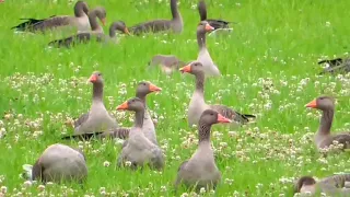 أصوات الوز       لا تنسى الاشتراك ولايك تحياتي للجميع المشاهدين دندنها