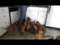 Rhodesian Ridgeback Puppies Having Lunch