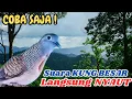 Download Lagu Perkutut Lokal Gacor Rajin Bunyi Panjang Cocok Untuk Pemikat