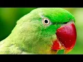 HAND TAME TALKING ALEXANDRINE PARAKEET Alexandrine parrot