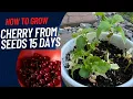How to grow Cherry from seeds in 15 days