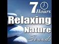 Rain Sounds - Heavy Rain in the Yard