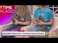 Adoptable Kittens from Tree House Humane Society