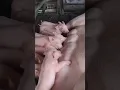 Download Lagu Pig Sounds | PIGS 🐖 #shorts