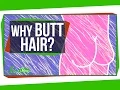 Why Do We Have Butt Hair