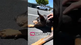 Hope. You have a great Friday!! #fyp #dream #vlog #doberman #pets