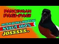 Download Lagu PANCINGAN PAGI-PAGI AGAR MURAI GACOR❗❗ MURAI DIAM PASTI NYAUT EMOSI❗❗❗