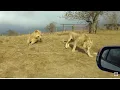 Download Lagu Lion Attacks Car - Durban Natal Lion Park