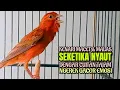 Download Lagu SEKETIKA NYAUT❗Tak Butuh Waktu Lama Kenari Macet \u0026 Macet AUTO Nyaut Emosi Dengar Cuitan Kenari GACOR