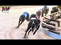 Greyhound Races - Marathon Distance
