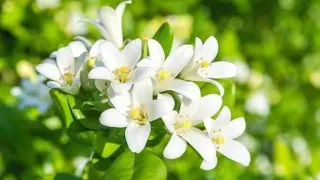 masud sidik assalamualaik ya waziir official lyric video 