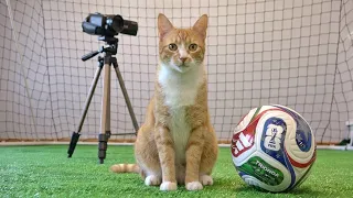 Goalkeeper Cat's Three Rules Behind The Scenes