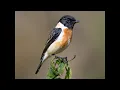 Download Lagu  Robins, Chats, Wheatears