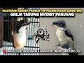 Masteran Cendet, TOP's Most Wanted Choice, Greja Tarung Long Dragging, Original Clear Voice + Pause.