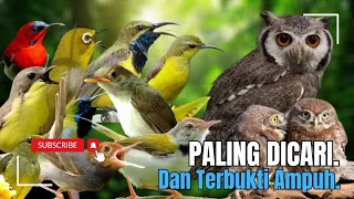 suara pikat burung sogon kombinasi prenjak lumut u0026 burung kejepit paling ampuh 