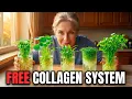 Forget Bone Broth 5 Plants Build Collagen Faster Grow In A Glass Of Water