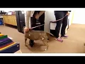 What the renovation has done for Halifax Humane Society