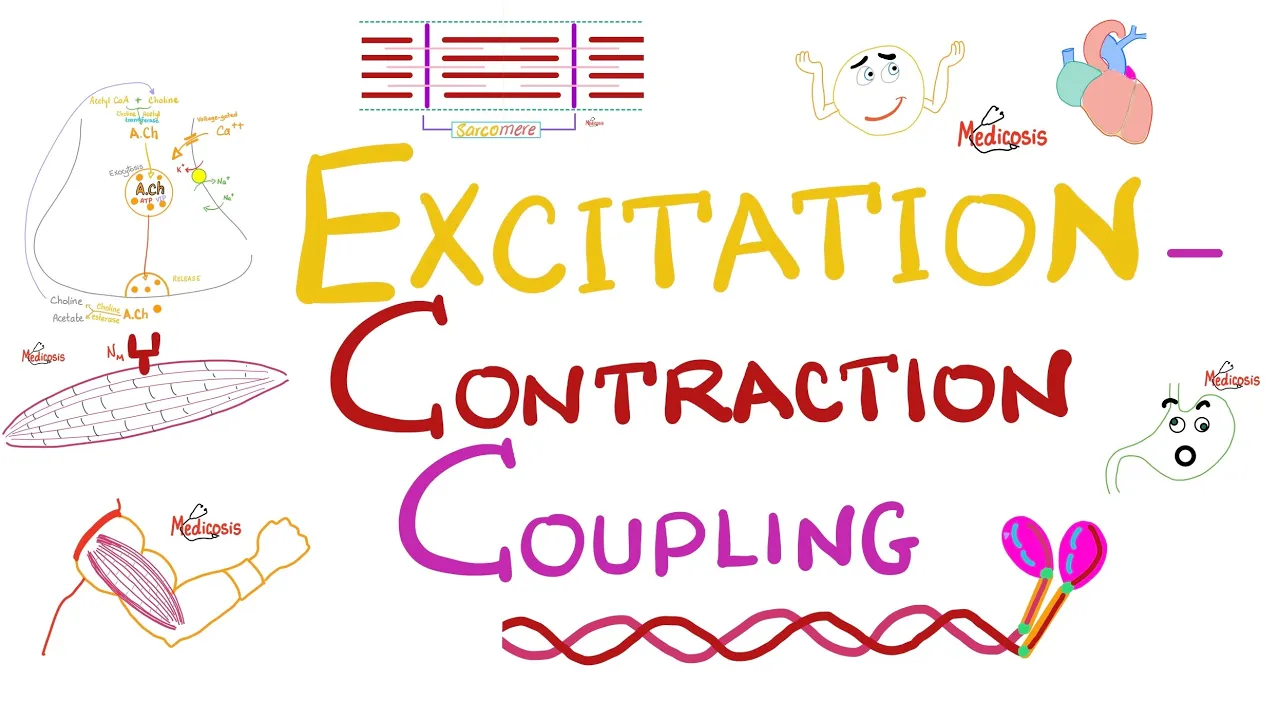 Excitation-Contraction Coupling - Muscle Physiology Series 💪