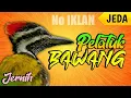 Download Lagu MASTERAN PELATUK BAWANG cocok buat CENDET/PENTET (JERNIH BERJEDA 1 menit) || DURASI 1 JAM