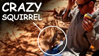 GRAND CANYON THINGS TO DO: Hike Bright Angel Trail, Avoid Crazy Squirrels, Tell Really Bad Jokes