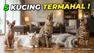 5 Kucing Termahal di Dunia, Seharga Mobil dan Rumah Mewah!