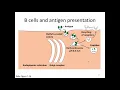 Immunology Lecture 16 MHC Class II Antigen Processing and Presentation