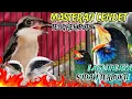 Download Lagu MASTERAN CENDET FULL TEMBAKAN TENGKEK BUTO PANJANG