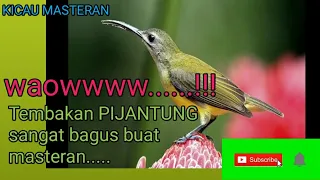  masteran suara burung pijantung tembakan panjang 